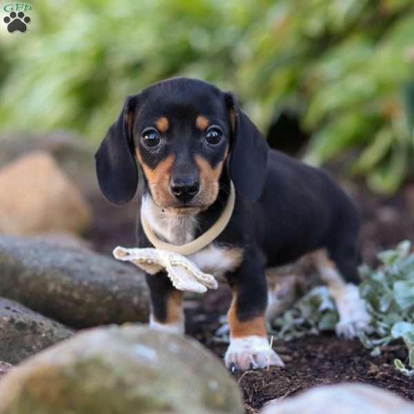 Duke, Dachshund Puppy
